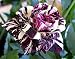 Black Dragon Rose Bush Flower Seeds