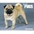 Just Pugs 2009 Calendar