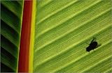 canvas Silhouette of fly on banana leaf, Tzimbazaza Zoo. in size: 30 x 20 cm by A. Blomqvist