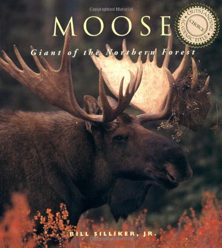 moose giants of the northern forest