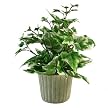 Small Potted Holland Ivy Plant