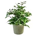 Small Potted Holland Ivy Plant