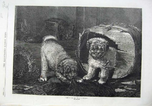 1870 Fine Art Cute Puppies Playing Cloth Box Dogs Cat