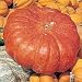 Rouge vif d'Etamps Pumpkin 10 Seeds - Heirloom