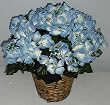 DOUBLE Potted Hydrangea (blue/white)