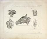 Anatomy Head Ear Brain Nerves Muscles Blood Horse Print