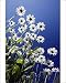 Photographic Prints of Ox Eye Daisy - flowers against a blue sky from Ardea Wildlife Pets