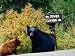 Black Bear with Cub Sitting by Road with Signpost in Background, Yellowstone National...