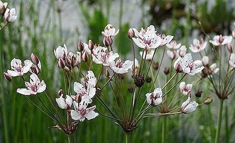 Flowering Rush