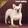 French Bulldog 2008 Wall Calendar