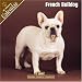 French Bulldog 2008 Wall Calendar