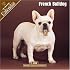 French Bulldog 2008 Wall Calendar
