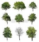 IMAGE OF Wallmonkeys Peel and Stick Wall Decals - Trees Isolated on White - 48