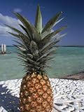 Pineapple, Bacalar, Mx Photographic Poster Print by Dratch & Beringer, 24x32