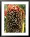 A Close View of a Banksia Flower Framed Art Poster Print by Jonathan Blair, 25x31