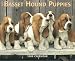 PUPPIES: Basset Hound 2009 Wall Calendar 13 X 10.5