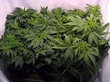 Marijuana Plants in Grow Cabinet - 36