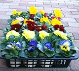 色ミックスのパンジーの苗10ポットセットです。