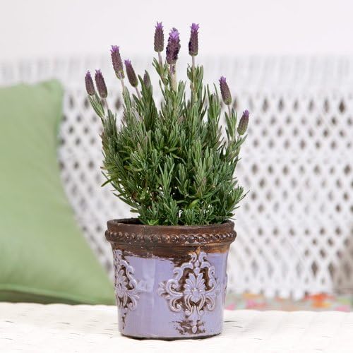 Fresh Lavender in Lavender Monarch Container - Fresh Herb - Live Plant - Live Herb- Green Gift - Ships fast via 2-Day Air