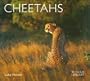 Cheetahs (WLL)