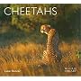 Cheetahs (WLL)
