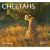 Cheetahs (WLL)