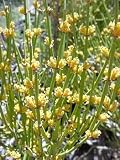 Nevada Mormon Tea Ephedra 20 Seeds