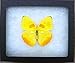 Framed Orange-Barred Sulphur Butterfly Riker Mount (6