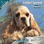 Cocker Spaniel Puppies 2010 Wall Calendar #10203-10