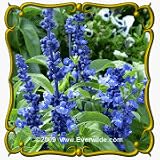 Blue Sage (Salvia farinacea) Jumbo Wildflower Seed Packet - 2000 Seeds