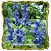 Blue Sage (Salvia farinacea) Jumbo Wildflower Seed Packet - 2000 Seeds