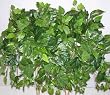 Mixed Tropical Greens Ledge Garden (#4)