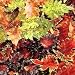 Coleus 'Dragon Sunset & Volcano Mixed' SEEDS