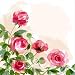 Peonies - 24