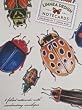 Beetles Blank Note Cards