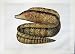 C1990 Fish Leopard Moray Eel Muraena Undulata Swinney
