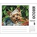 Just Yorkies Desk Calendar