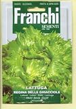 ICEBERG LETTUCE REGINA DELLE GHIACCIOLE