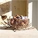 Vases - Golden Bird Serving Bowl - Golden Bird and Glass Bowl Image