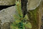 Pinus Sylvestris - Gold Medal Pine Tree - Pot Size #1 Gal.