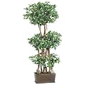 Mini Ficus Tree in Wood Pot - 4'