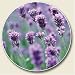 Kitchen & Housewares : Lavender Scented Auto Coaster, Coaster for Your Car