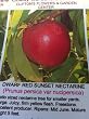 Dwarf Red Sunset Nectarine Tree Five Gallon