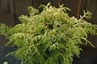 Chamaecyparis Obtusa Kamaeni Hiba - Hinoki Cypress Tree - Pot Size #1 Gal.