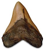 Megalodon Tooth