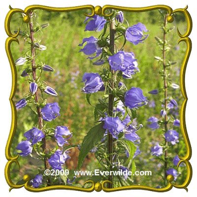 Image #2 of Tall Bellflower Campanula