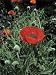 Close-Up of Flowers and Buds of Oriental Poppy Plant (Papaver Orientale) Photographic Poster Print by D. Dagli Orti, 12x16