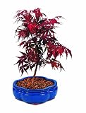 Cheap Deals on Brussel's Japanese Red Maple Bonsai by Brussel's Bonsai