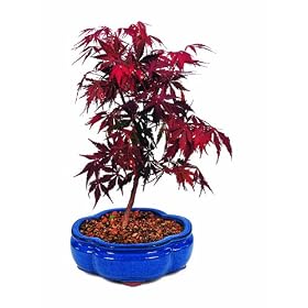 Brussel's Japanese Red Maple Bonsai