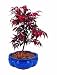 Brussel's Japanese Red Maple Bonsai